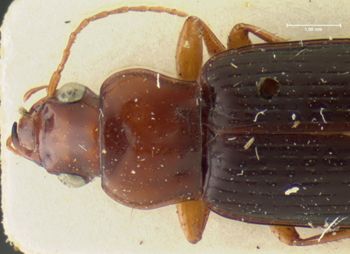 Media type: image;   Entomology 32990 Aspect: pronotum dorsal